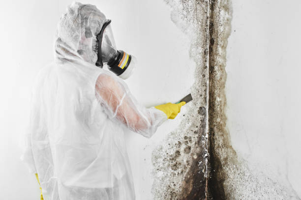 Reliable West Liberty, IA Mold Removal Solutions