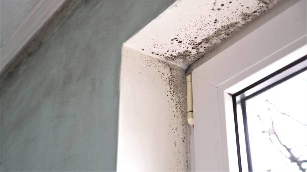 Best Mold Removal Company Near Me  in West Liberty, IA
