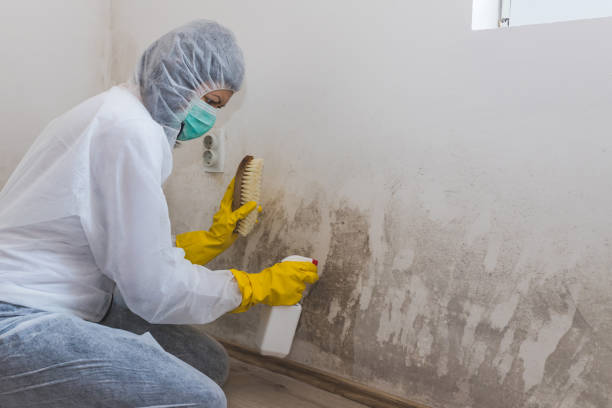 Best Office Mold Removal Services  in West Liberty, IA