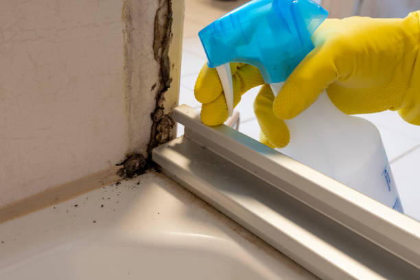 Best Black Mold Removal  in West Liberty, IA