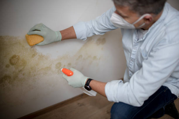 Best Home Mold Removal  in West Liberty, IA