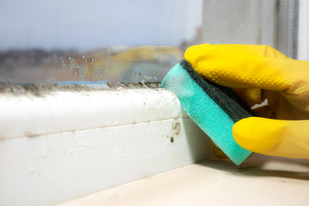 Best Black Mold Removal  in West Liberty, IA