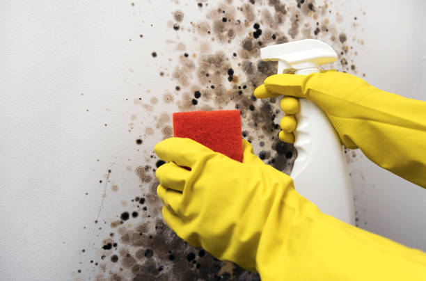Best Mold Testing  in West Liberty, IA