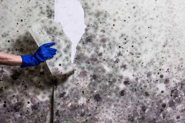 Best Affordable Mold Removal  in West Liberty, IA