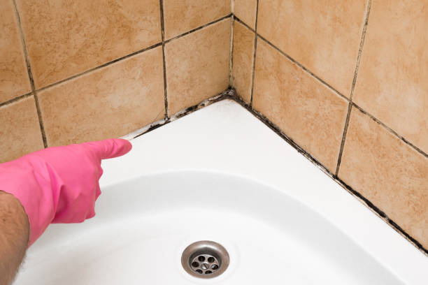 Best Toxic Mold Removal  in West Liberty, IA